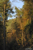 Neuscharfeneck IV