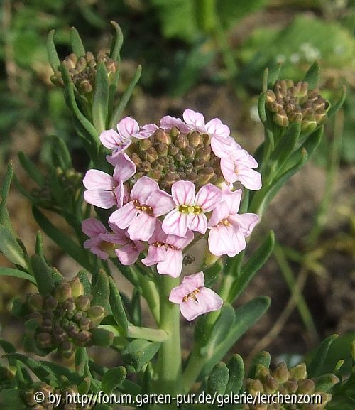 Aethionema coridifolium (syn. Iberis jucunda)