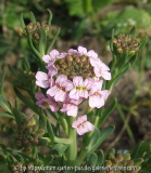 Aethionema coridifolium (syn. Iberis jucunda)