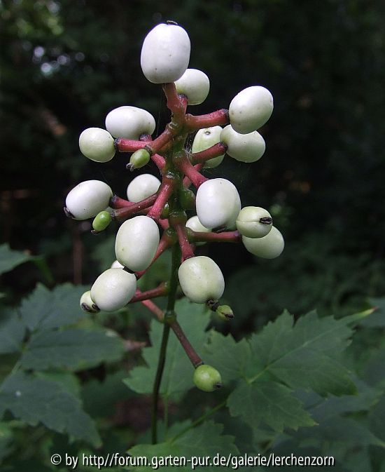 Actaea pachypoda