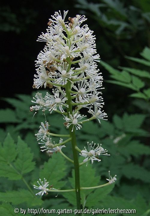 Actaea pachypoda