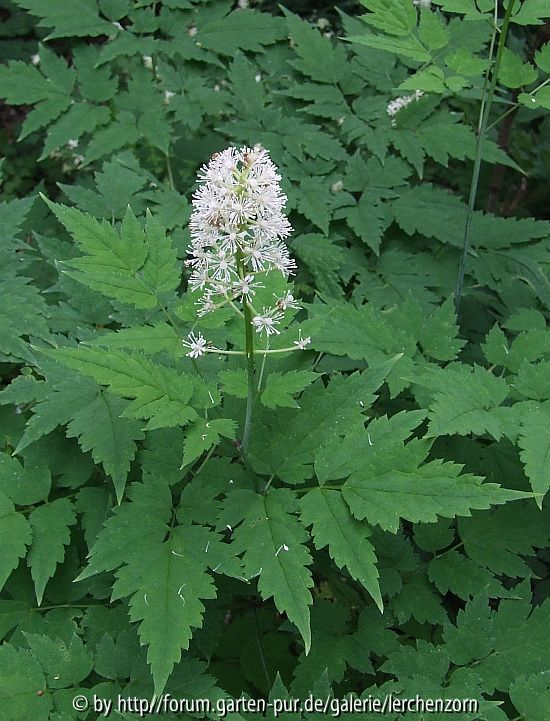 Actaea pachypoda
