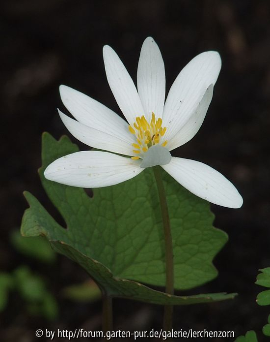 Sanguinaria canadensis