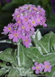 Primula frondosa