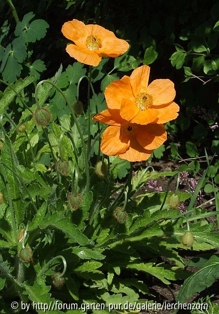 Papaver lateritium
