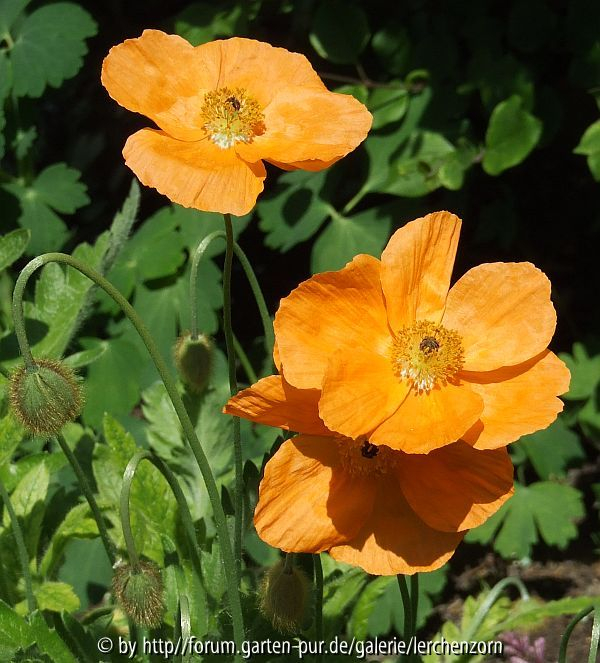 Papaver lateritium