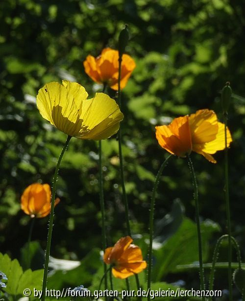 Meconopsis cambrica
