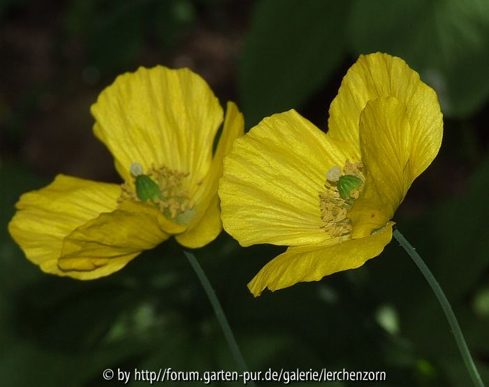 Meconopsis cambrica