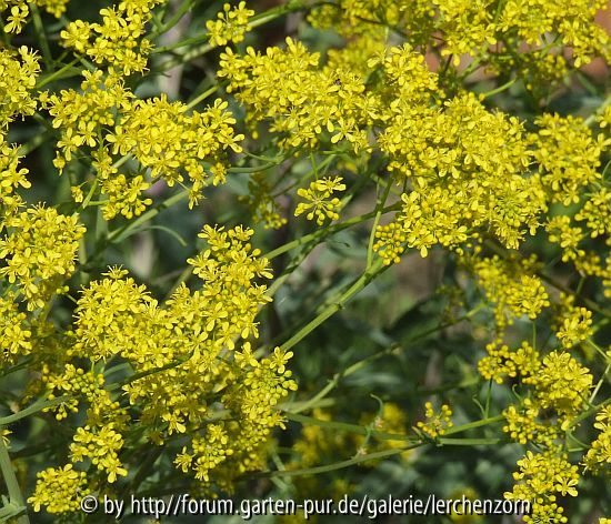 Isatis cf. tinctoria