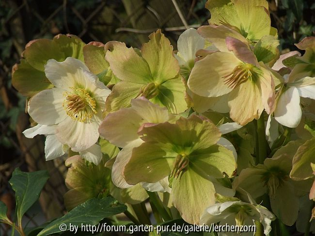 Helleborus niger