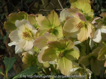 Helleborus niger