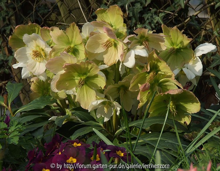 Helleborus niger