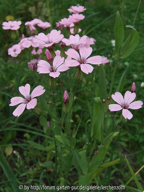 Kuhnelke (Vaccaria hispanica)