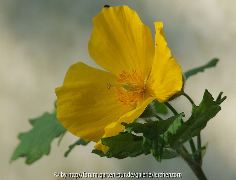 Stylophorum diphyllum