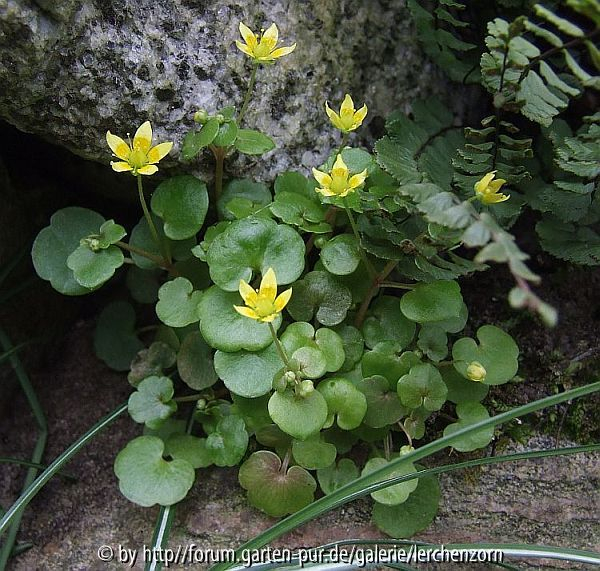 Saxifraga cymbalaria