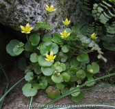 Saxifraga cymbalaria