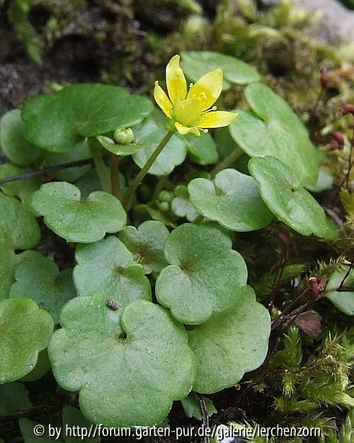 Saxifraga cymbalaria