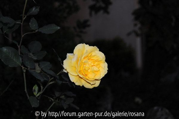 Eine Blüte in der Nacht