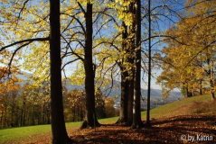 Bäume
