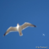Möwe und Flugzeug
