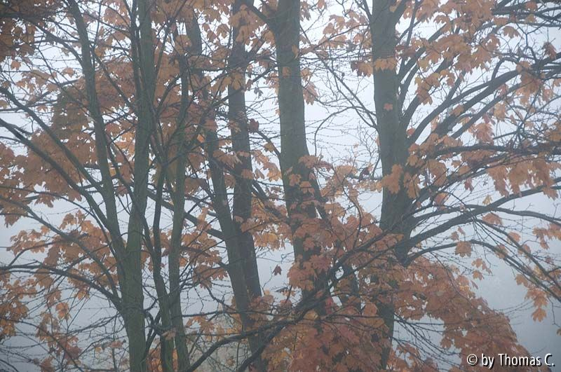 Nebelmorgen 02