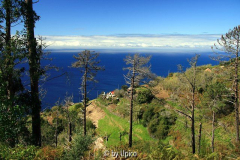 MadeiraIMG_3074jpg.jpg
