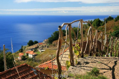 MadeiraIMG_3065jpg.jpg