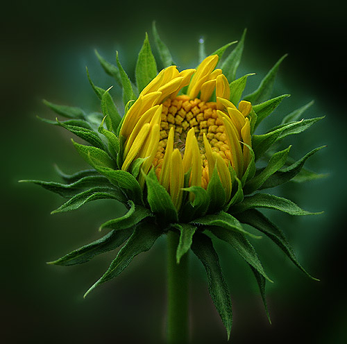 09staudensonnenblume