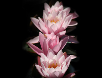 01seerosen