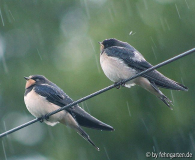 05regenschwalben