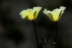 07julimohn