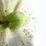 03helleborus_niger