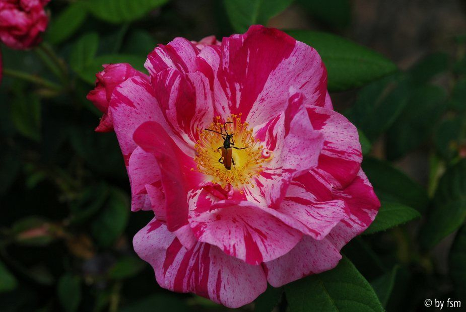 Rosen Kalender 2009 März
