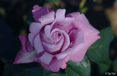 Rosen Kalender November 2009