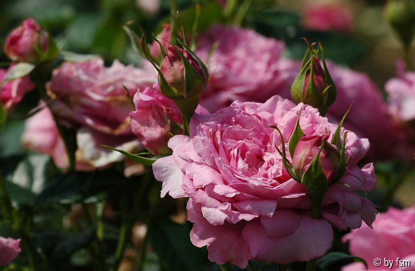 Rosen Kalender Juli 2009