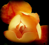 eine wärmende blüte für die kalte jahreszeit