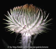Onopordum acanthium