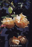 Lady Hillingdon clbg.jpg