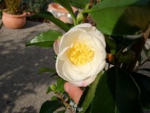 apple blossom