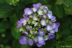 Hortensie blau