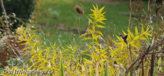 Amsonia tabernaemontana herbstfaerbung 2
