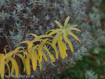 Euphorbia schilingii herbstfaerbung 2008