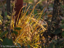 Hemerocallis lilioasphodelus herbstfaerb