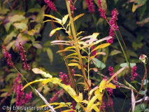 Sanguisorba poteriifolia herbstfaerbung 2008