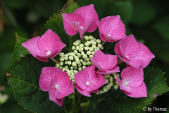 Hortensie pink