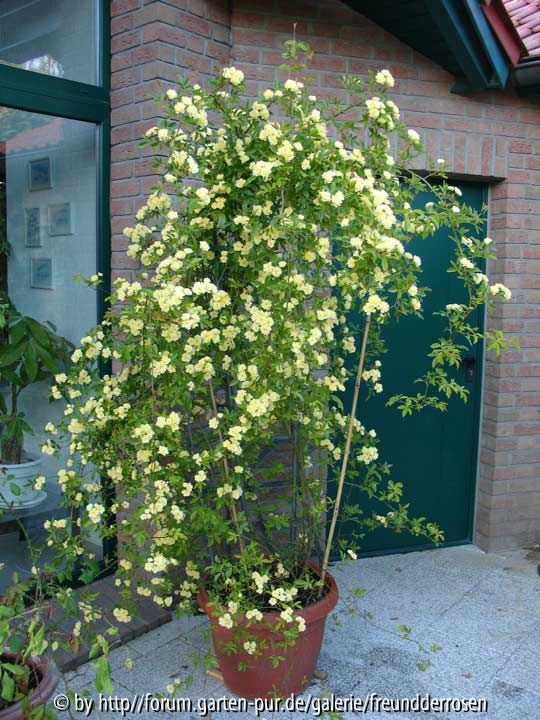 Banksiae Lutea01