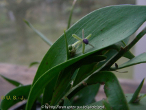 Ruscus Blüte
