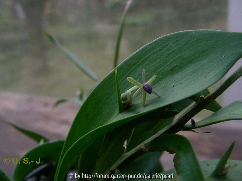 Ruscus Blüte
