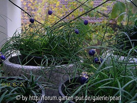 Gefäße mit Schlangenbart im Beerenschmuck