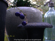 blaue Beeren vom Schlangenbart